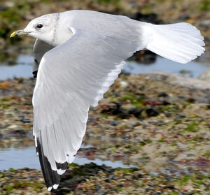 Go�land cendr� 
&copy; Lo�c Epelboin