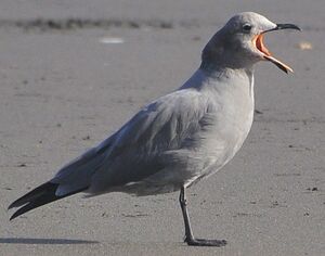 Go�land gris