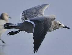 Grey Gull
