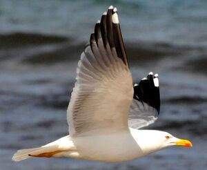 Go�land leucoph�e 
&copy; Lo�c Epelboin