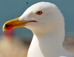 Go�land leucoph�e 
&copy; Lo�c Epelboin