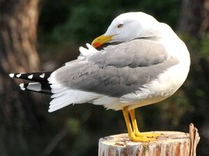 Go�land leucoph�e 
&copy; Lo�c Epelboin
