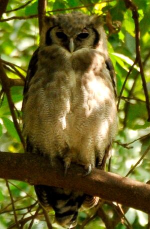 Verreaux's Eagle-Owl