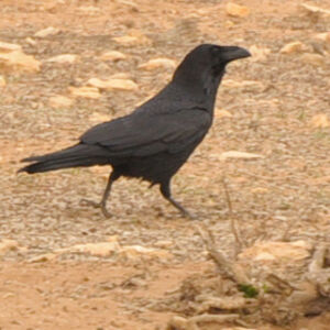 Northern Raven
