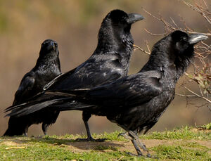 Grand Corbeau 
&copy; Lo�c Epelboin