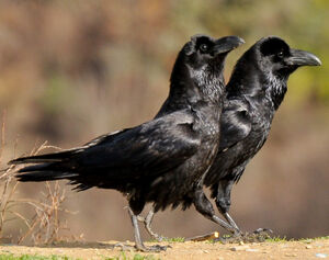 Grand Corbeau 
&copy; Lo�c Epelboin