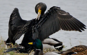 Great Cormorant 
&copy; Lo�c Epelboin
