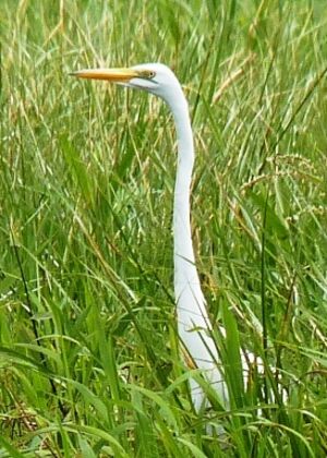 Great Egret
