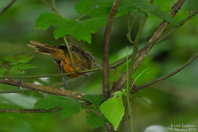 Dusky Antbird female