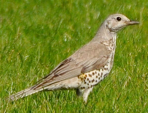 Mistle Thrush 
&copy; Lo�c Epelboin