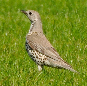 Mistle Thrush 
&copy; Lo�c Epelboin