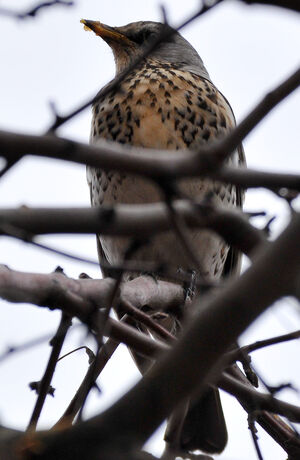 Fieldfare