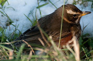 Redwing 
&copy; Lo�c Epelboin