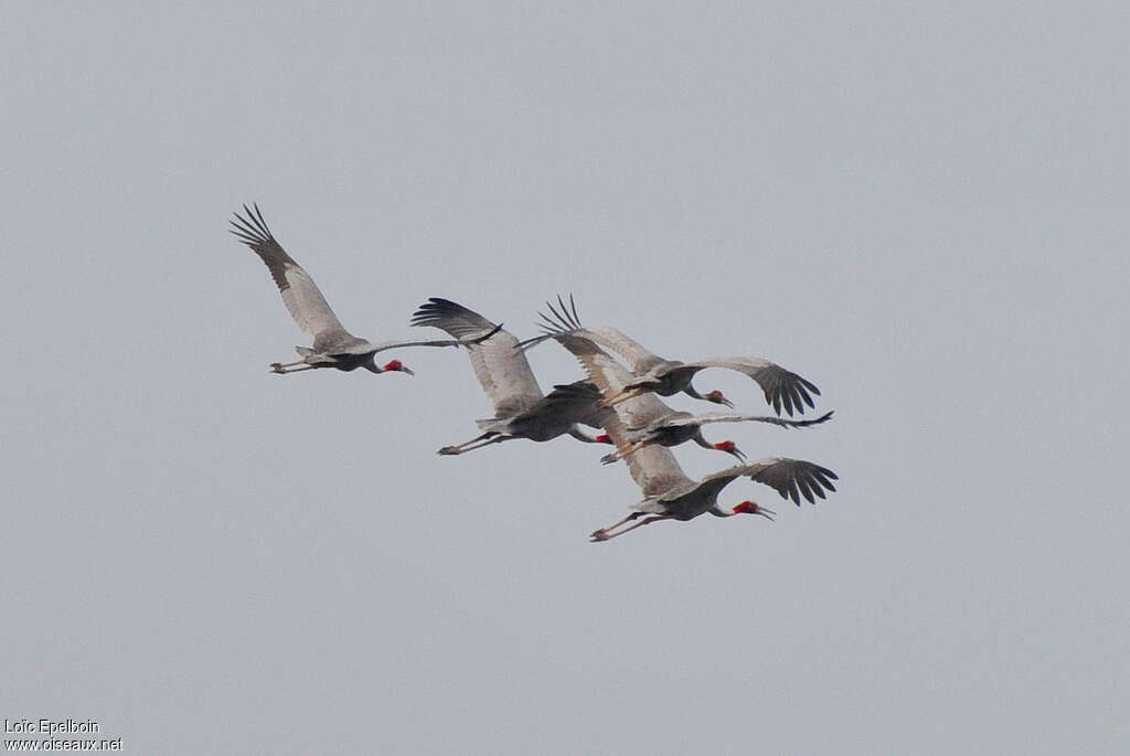 Sarus Crane, Flight