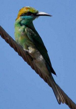 Green Bee-eater
