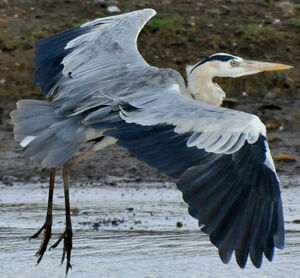 Grey Heron 
&copy; Lo�c Epelboin