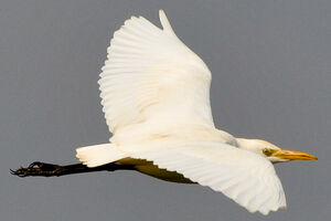 Western Cattle Egret 
&copy; Lo�c Epelboin