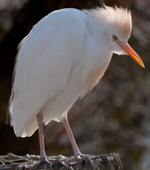 Western Cattle Egret 
&copy; Lo�c Epelboin