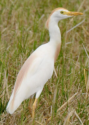 Western Cattle Egret 
&copy; Lo�c Epelboin