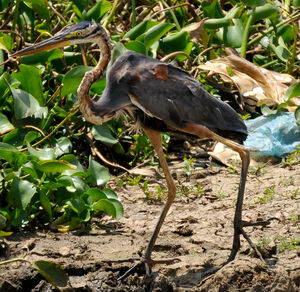 Purple Heron