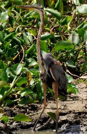 Purple Heron
