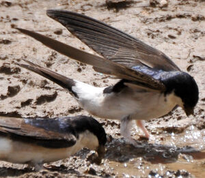 Hirondelle de fen�tre 
&copy; Lo�c Epelboin