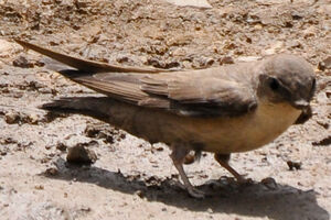 Hirondelle de rochers 
&copy; Lo�c Epelboin