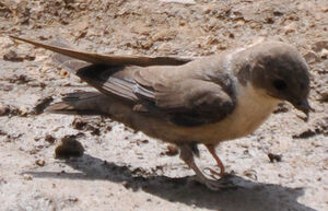 Hirondelle de rochers 
&copy; Lo�c Epelboin
