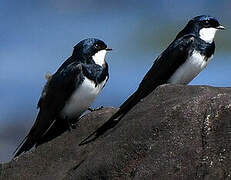 Black-collared Swallow