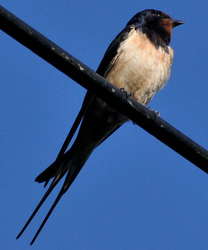 Hirondelle rustique