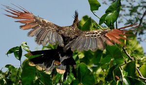 Hoatzin