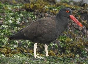 Blackish Oystercatcher