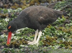 Blackish Oystercatcher