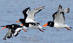 Eurasian Oystercatcher 
&copy; Lo�c Epelboin