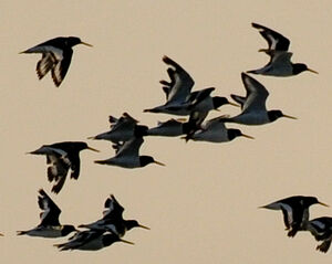 Eurasian Oystercatcher 
&copy; Lo�c Epelboin