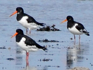 Eurasian Oystercatcher 
&copy; Lo�c Epelboin