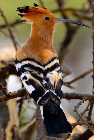 African Hoopoe