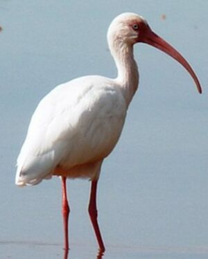 American White Ibis