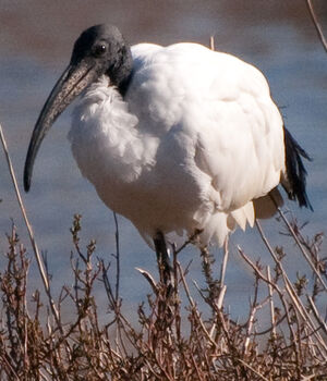 African Sacred Ibis