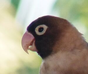 Yellow-collared Lovebird