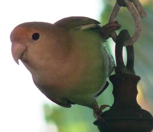 Rosy-faced Lovebird
