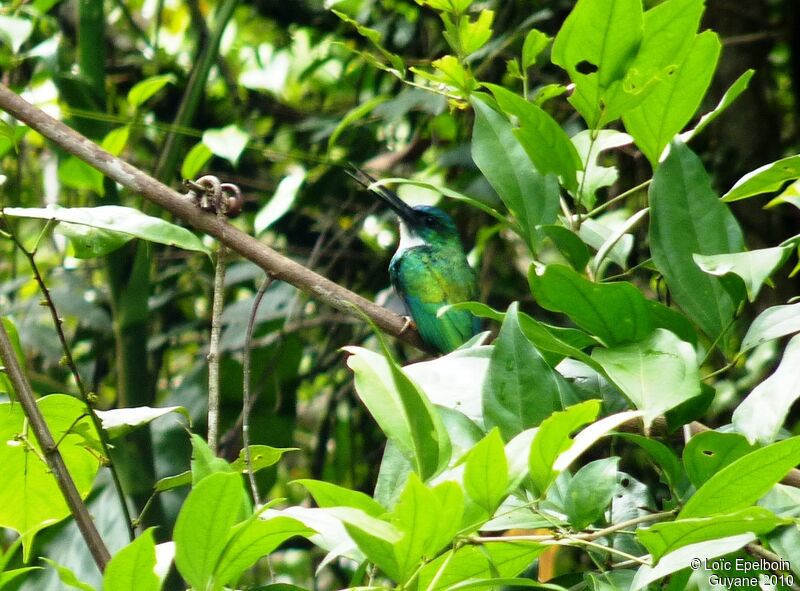 Green-tailed Jacamar