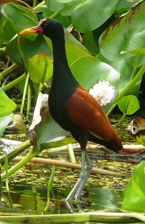 Jacana noir