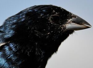 Blue-black Grassquit
