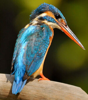 Common Kingfisher 
&copy; Lo�c Epelboin