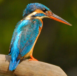Common Kingfisher 
&copy; Lo�c Epelboin