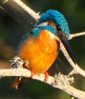 Common Kingfisher 
&copy; Lo�c Epelboin