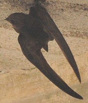 Martinet noir