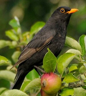 Common Blackbird 
&copy; Lo�c Epelboin