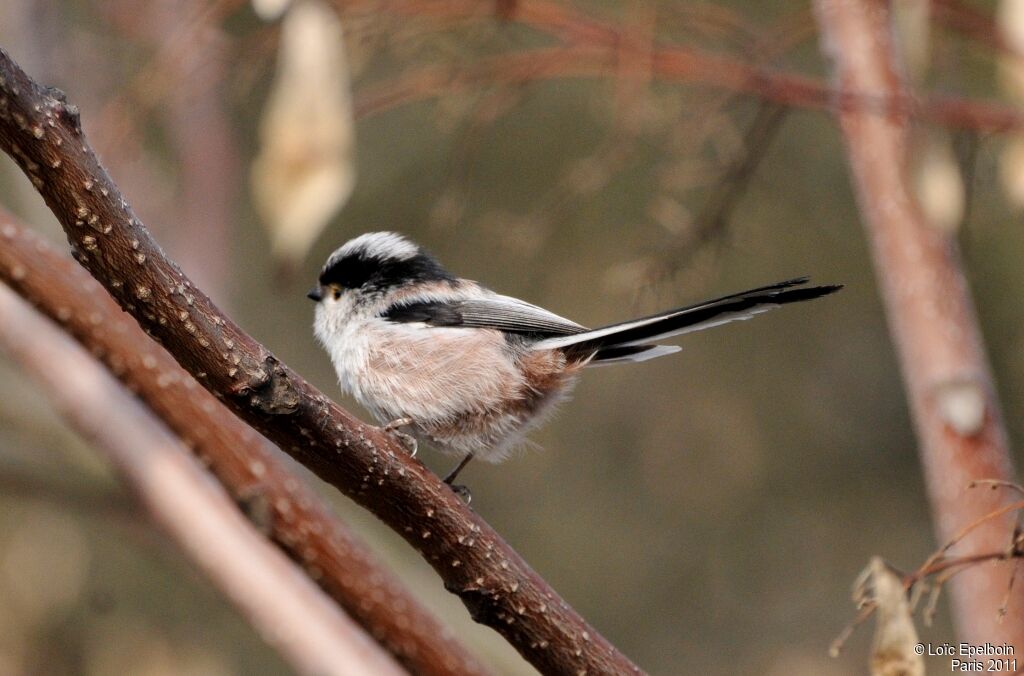 Mésange à longue queue - Aegithalos caudatus
